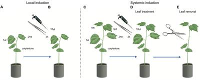 Caterpillar-Induced Volatile Emissions in Cotton: The Relative Importance of Damage and Insect-Derived Factors